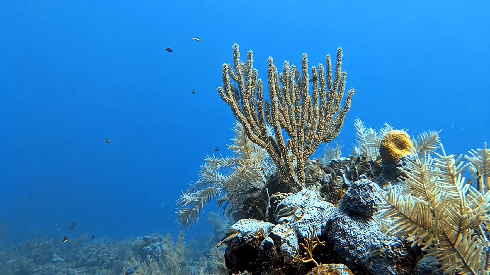 Coral and marine life beneath the Caribbean water